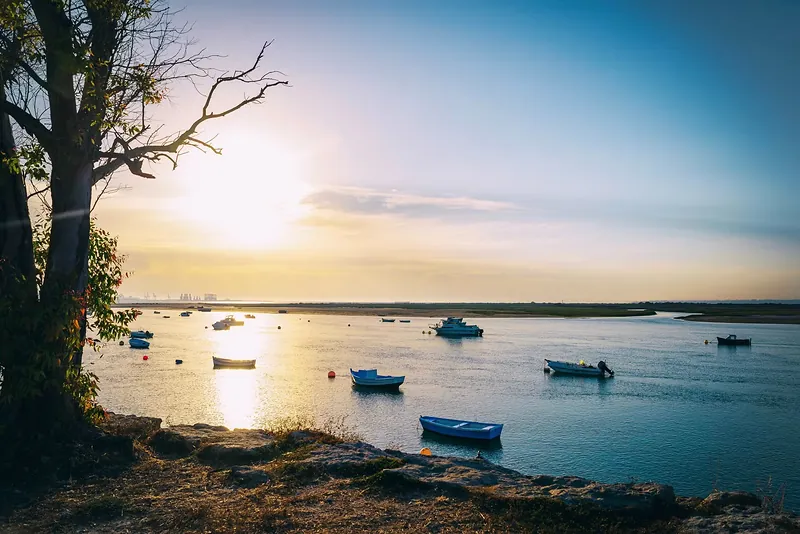 Barcas fondeadas en la bahía de Cádiz al amanecer bajo un árbol seco