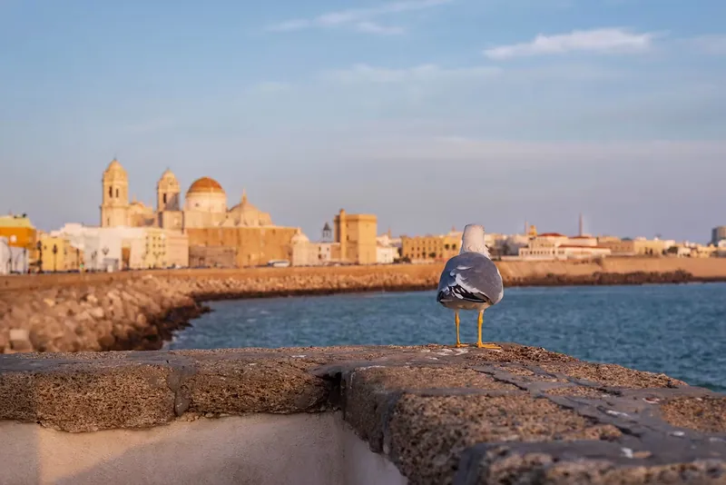 Gaviota posada sobre el muro con la catedral de Cádiz y el skyline al fondo