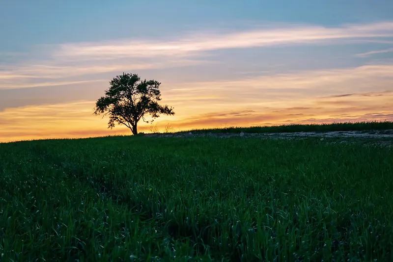 Árbol solitario en un campo verde recortado contra el cielo del atardecer